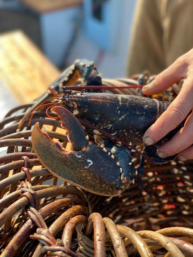 Lobster Pot Apartment With Stunning Harbour And Sea Views And Free Parking For One Car & Pet Friendly Brixham Exterior foto